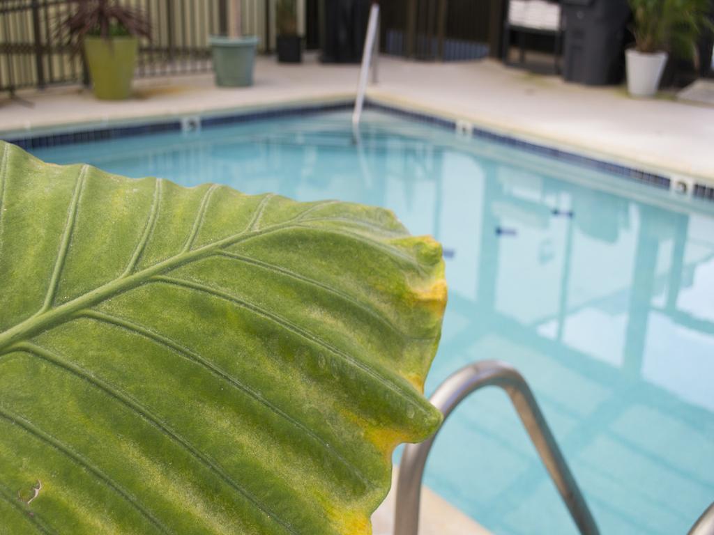 רהובות' ביץ' Brighton Suites Hotel מראה חיצוני תמונה